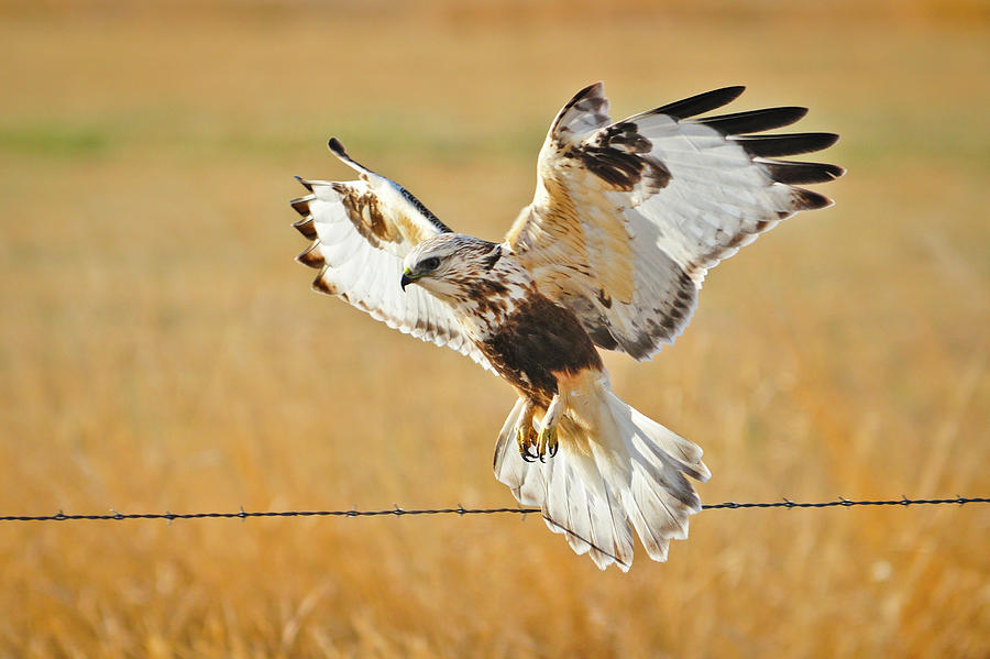 Rough Legged Hawk taking flight fine art nature rrints