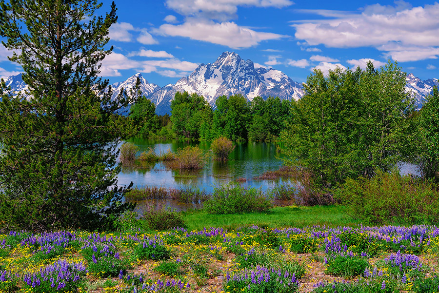 Mount Moran with a foreground of spring wildflowers in Grand Teton National Park