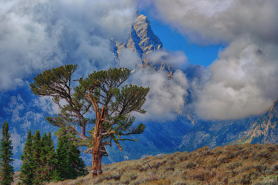 Clouds begin to break in front of the Tetons at Patriarch Tree