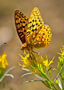 Yellowstone Backcountry Butterfly fine art nature prints