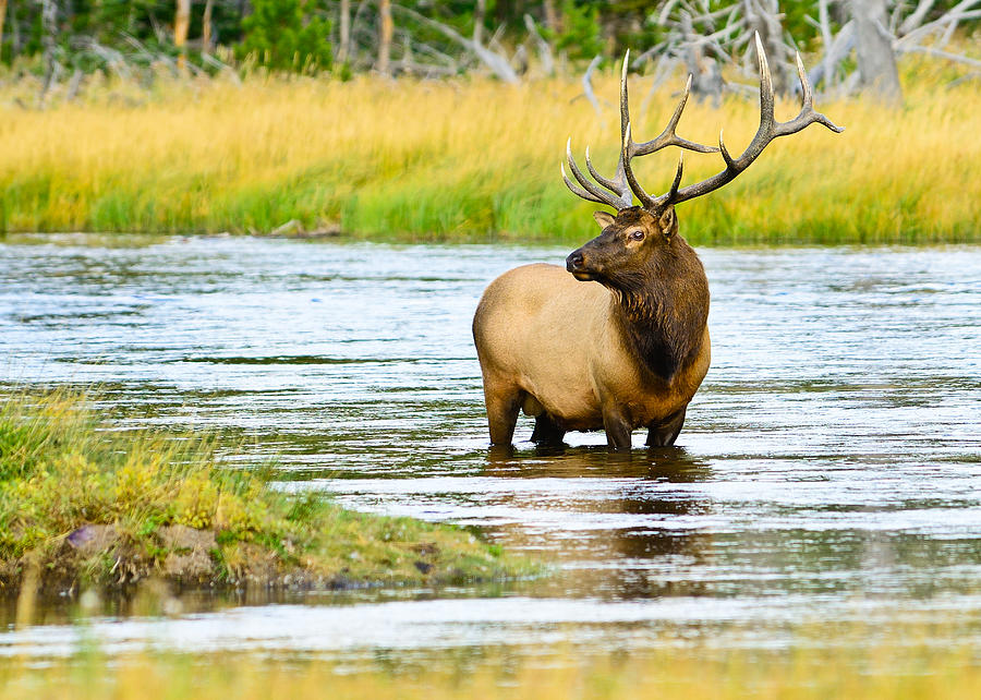 Bull Elk in the Madison River fine art nature prints