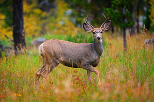 Mule Deer Young Buck fine art nature prints
