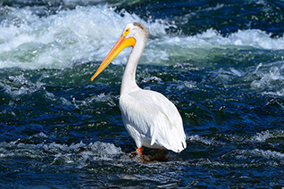 Pelican Portrait fine art nature prints