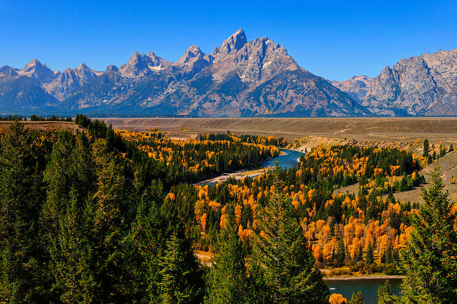 Peak autumn foliage along the Snake River viewed from the famous Snake River Overlook in Grand Teton National Park