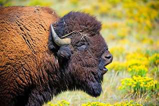 Bison Bull fine art nature prints