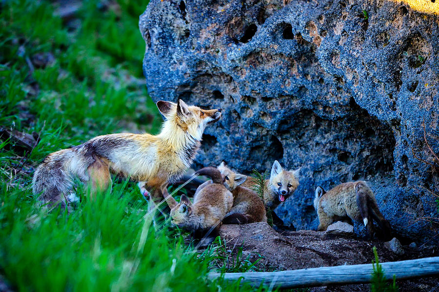 Vixen with a litter of kits in Yellowstone National Park