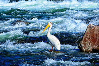 LeHardy Rapids Pelican fine art nature prints