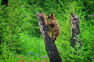 Yellowstone Black Bear fine art nature prints