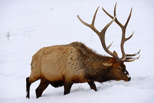 Yellowstone Bull Elk