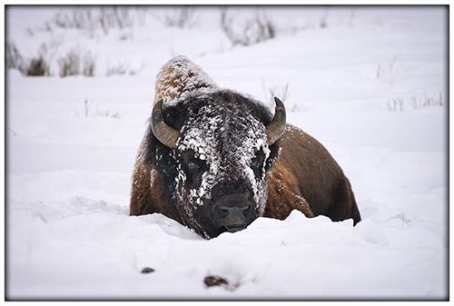 Yellowstone bison with snow mask