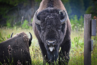 Yellowstone Angry Bison fine art nature prints