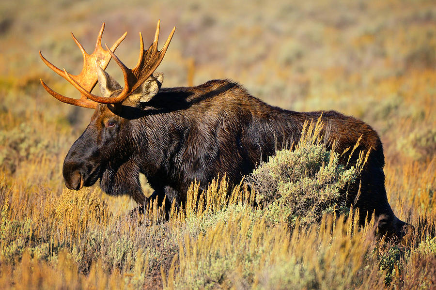 Bull Moose roams the sage flats of Grand Teton National Park