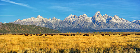 Bison Beneath the Tetons Panorama