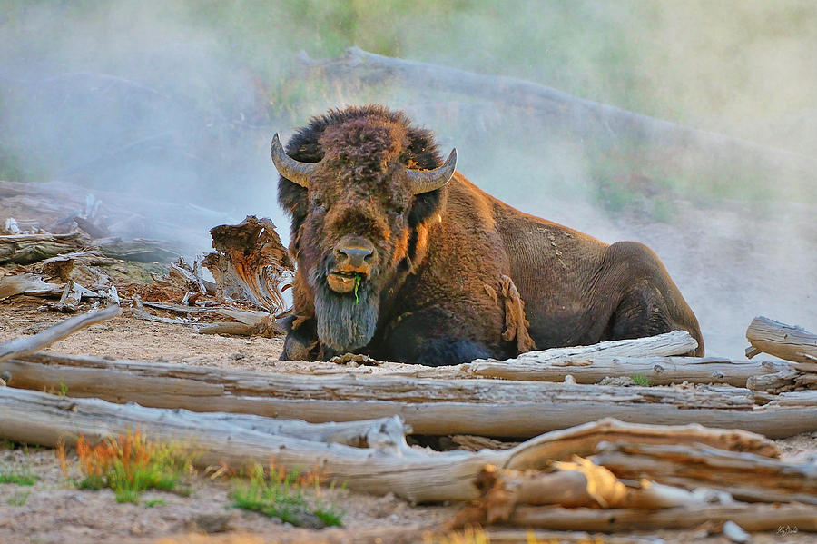 Bison in the Mist fine art nature prints