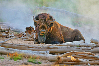 Bison in the Mist fine art nature prints