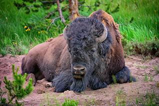 Yellowstone Bison Portrait fine art nature prints