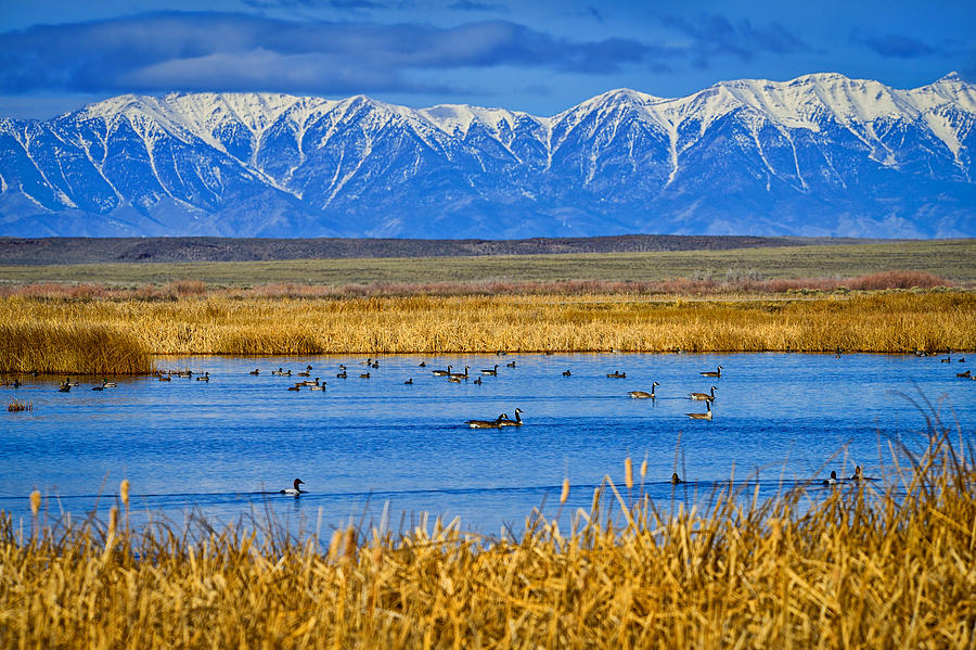 Camas National Wildlife Refuge fine art nature prints