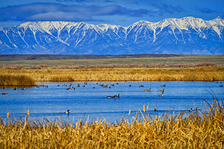 Camas National Wildlife Refuge fine art nature prints