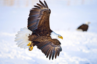 Bald Eagle Landing fine art nature prints
