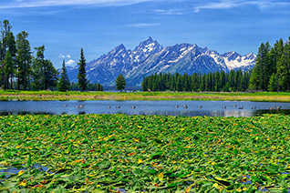 Heron Pond fine art nature prints
