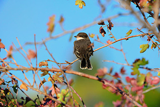 Eastern Kingbird