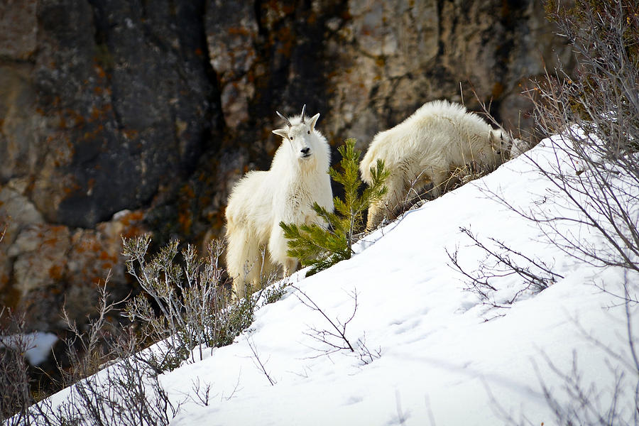 Living on the Edge fine art nature prints
