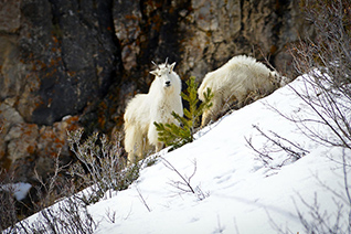 Living on the Edge fine art nature prints