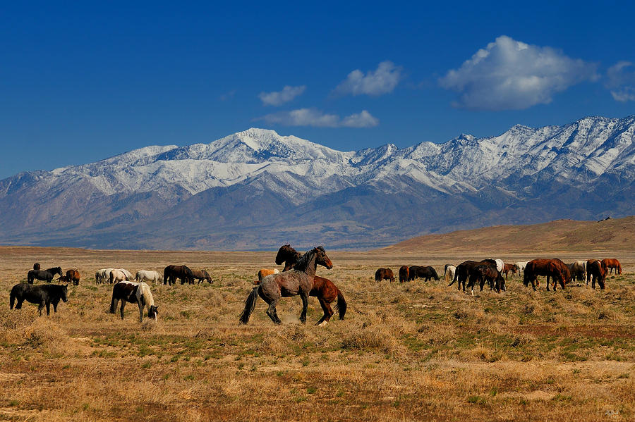 Onaqui wild horses in the Skull Valley of western Utah