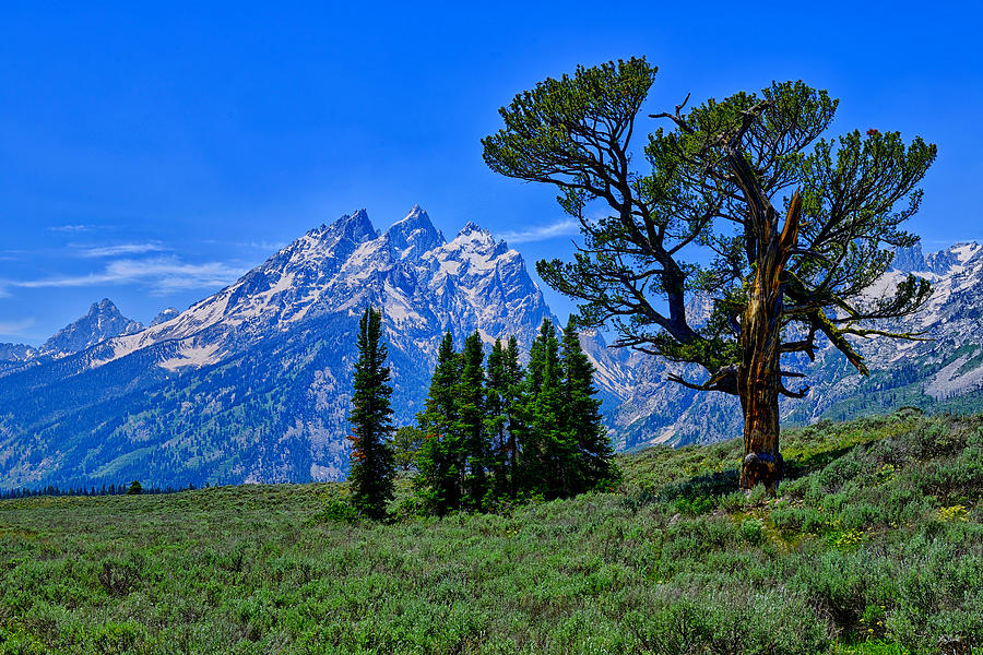 Patriarch Tree in Grand Teton National Park fine art nature prints
