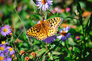 Teton Butterfly fine art nature prints
