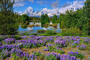 Teton Spring Lupines fine art nature prints