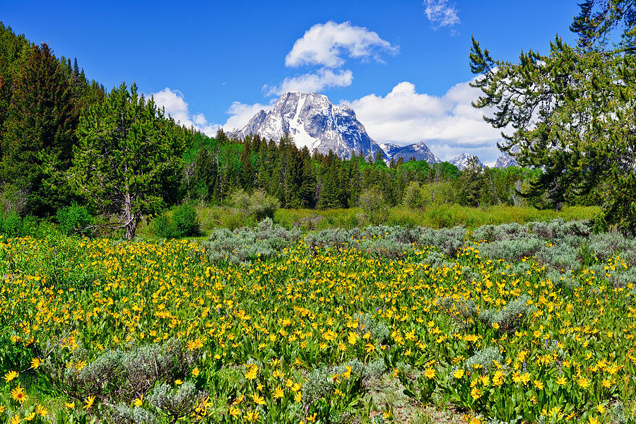 Teton Spring Wildflowers fine art prints