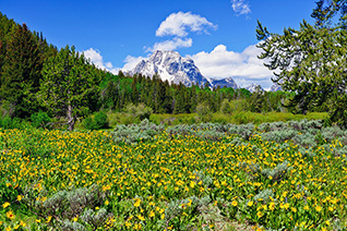 Teton Spring Wildflowers fine art nature prints