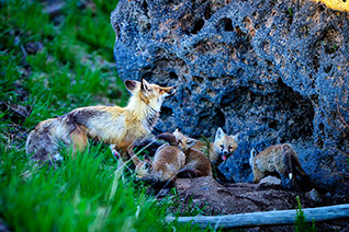 Vixen and kits fine art nature prints