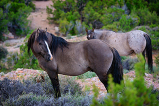 Wild Horses fine art nature prints