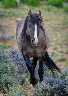 Wild Stallion fine art nature prints