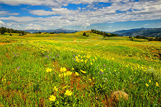 Yellowstone Blacktail Plateau fine art nature prints