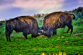 Bison Locking Horns fine art nature prints