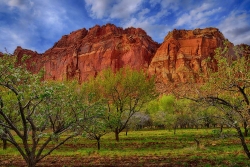 Fruita in Capitol Reef