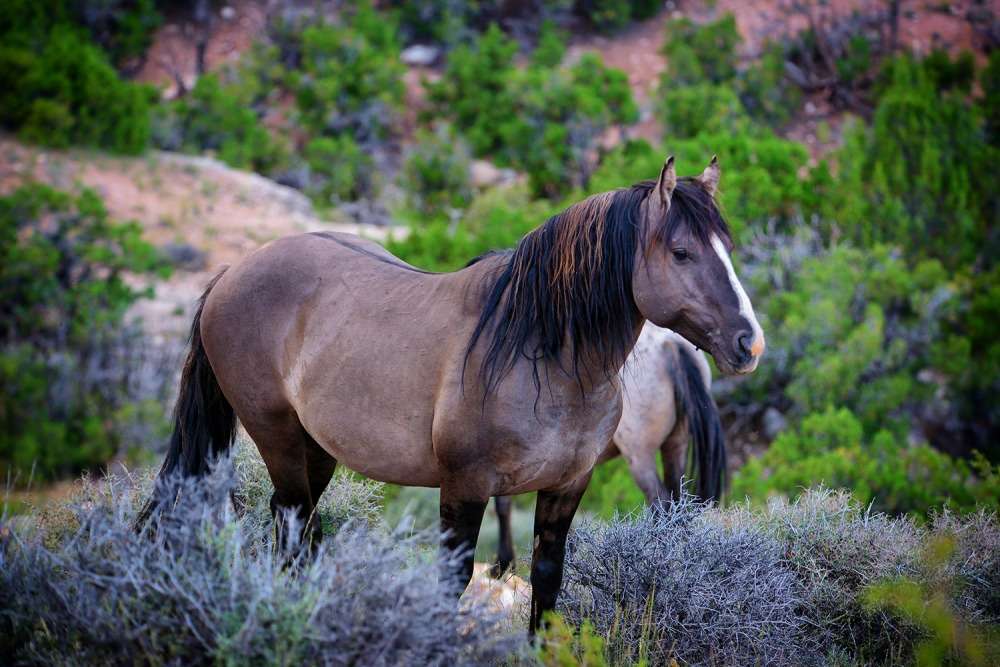 Pryor Mountain Wild Horse Limited Edition
