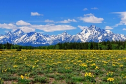 Teton Spring Meadow Limited Edition