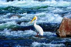 Yellowstone LeHardy Rapids Pelican Limited Edition