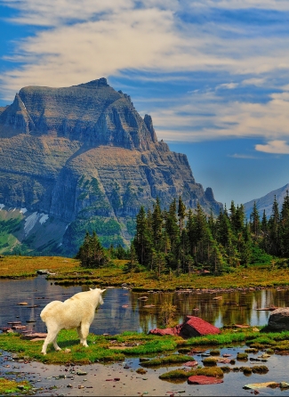 Logan Pass