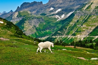Logan Pass Mountain Goat