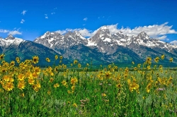 Tetons Peaks and Flowers