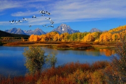 Pelicans Over Oxbow Bend