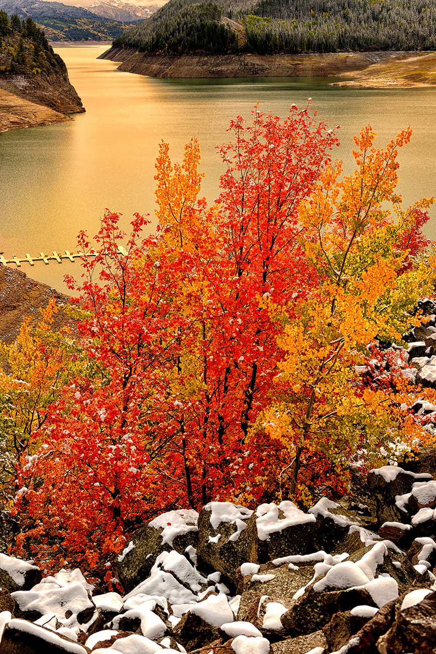 Maples Along the Palisades