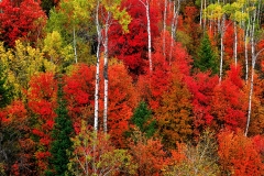 Idaho Autumn