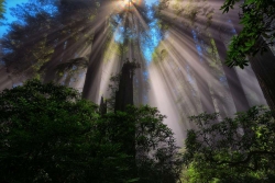 Redwood Sunbeams