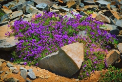 Rainier Wildlflowers